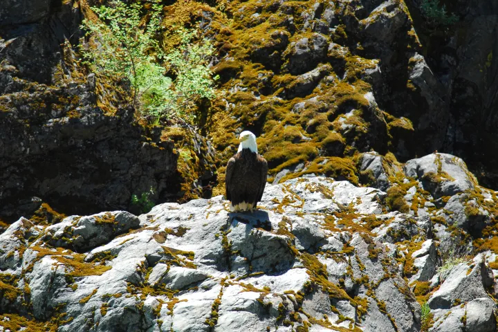 Bald eagle Trinity Lake