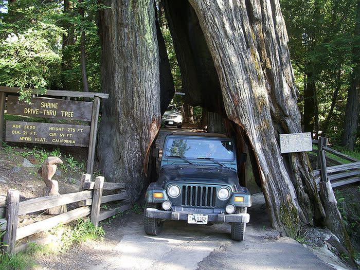 Avenue of the Giants Redwoods