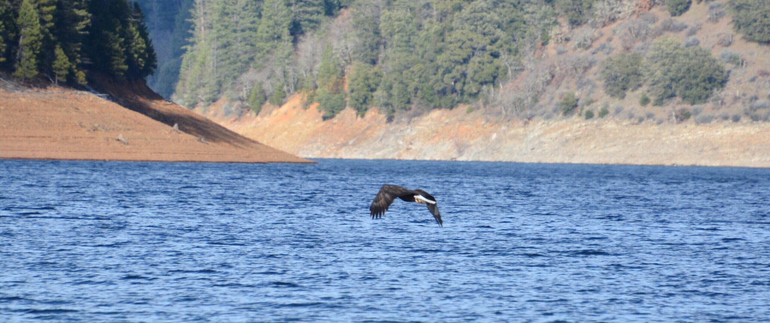 Bald Eagle Viewing