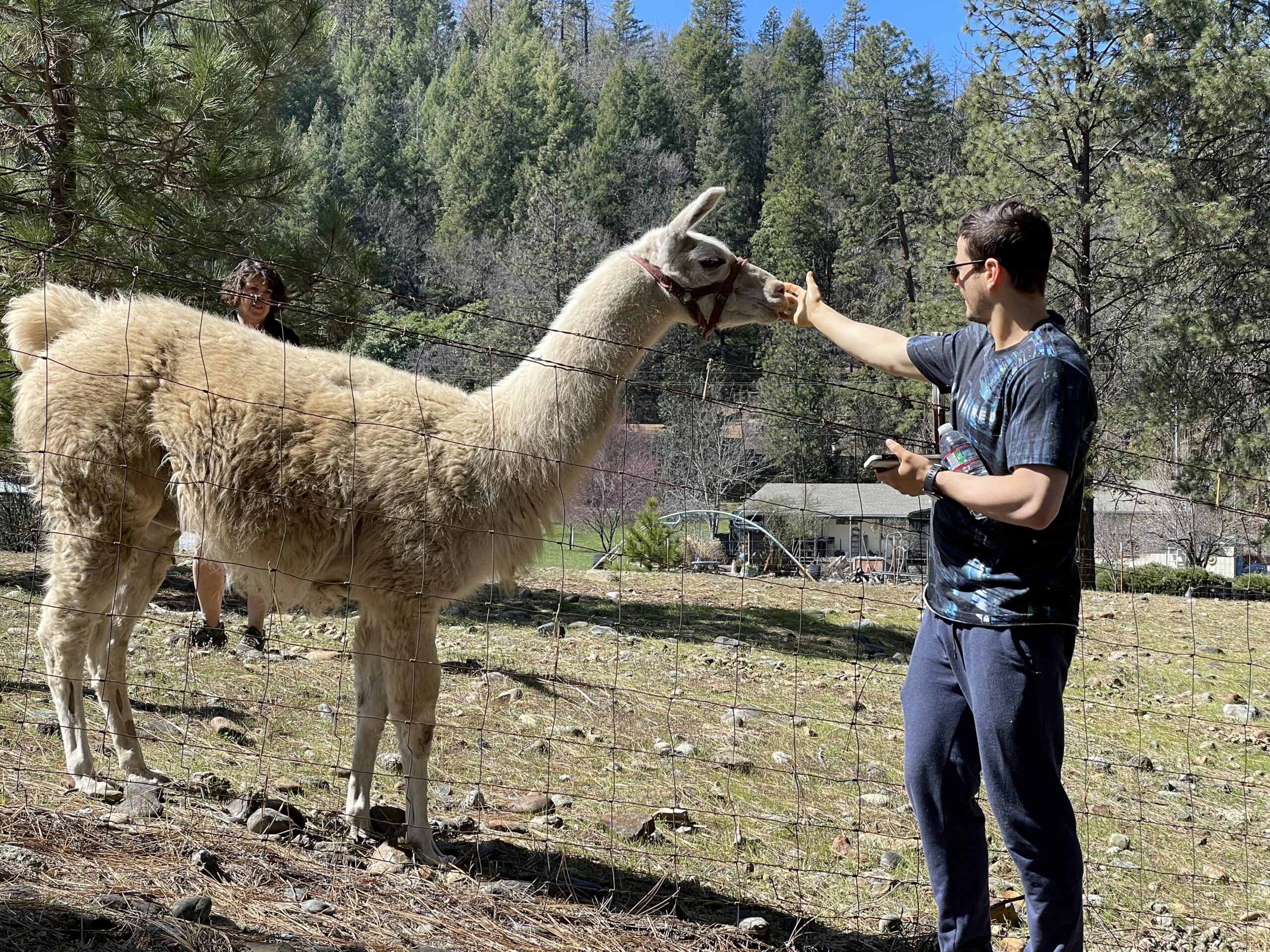 Deer visiting the property