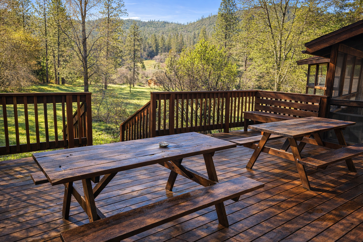 Friendly llamas at neighboring property